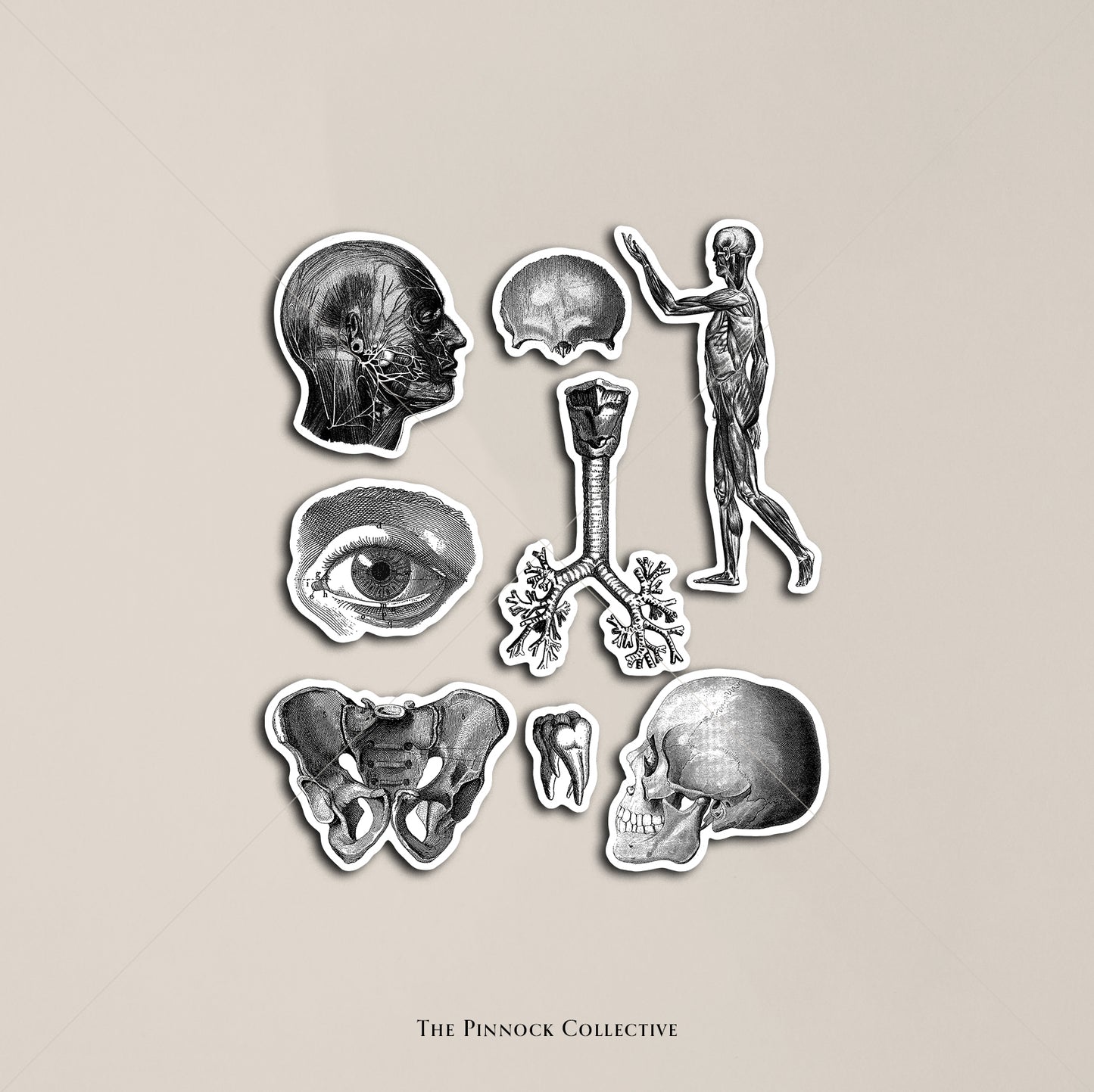 Vintage Medical Sticker Sheet