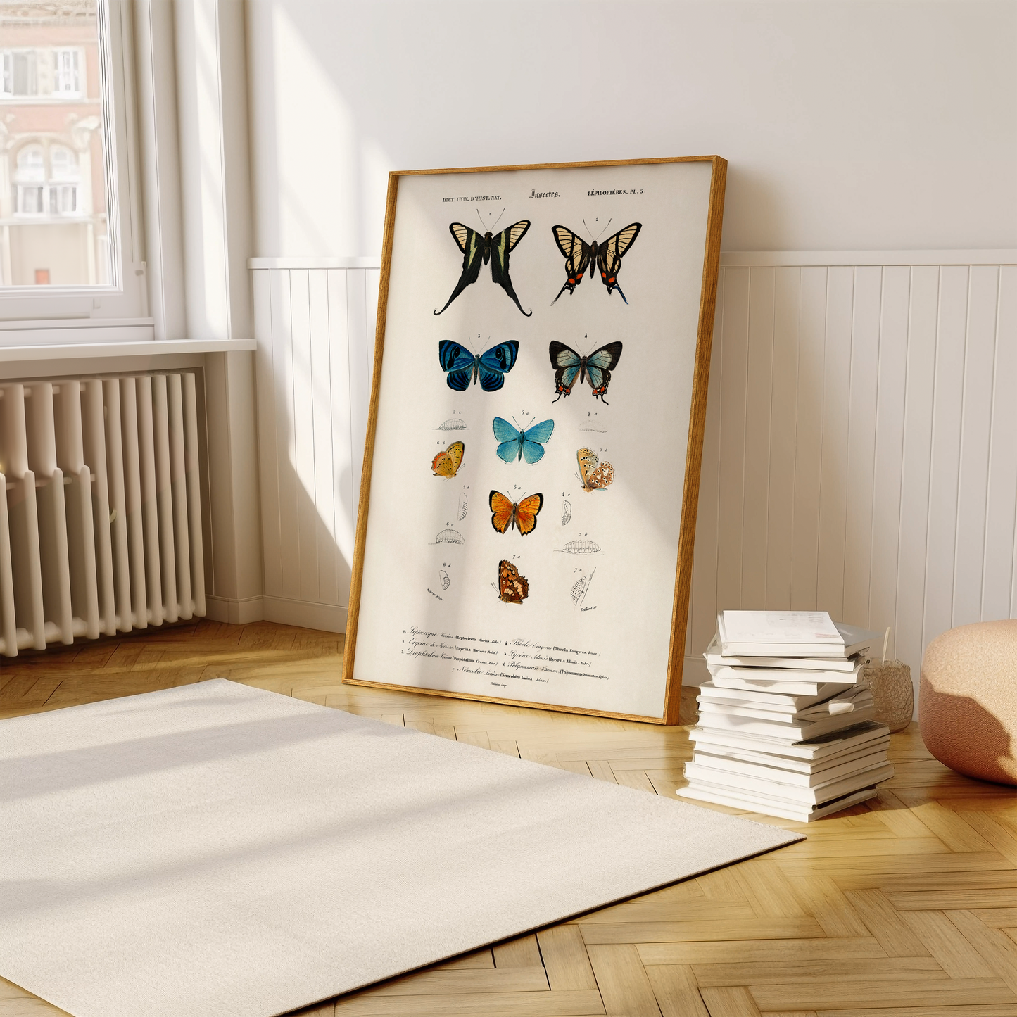 Vintage Butterfly Diagram Art Print
