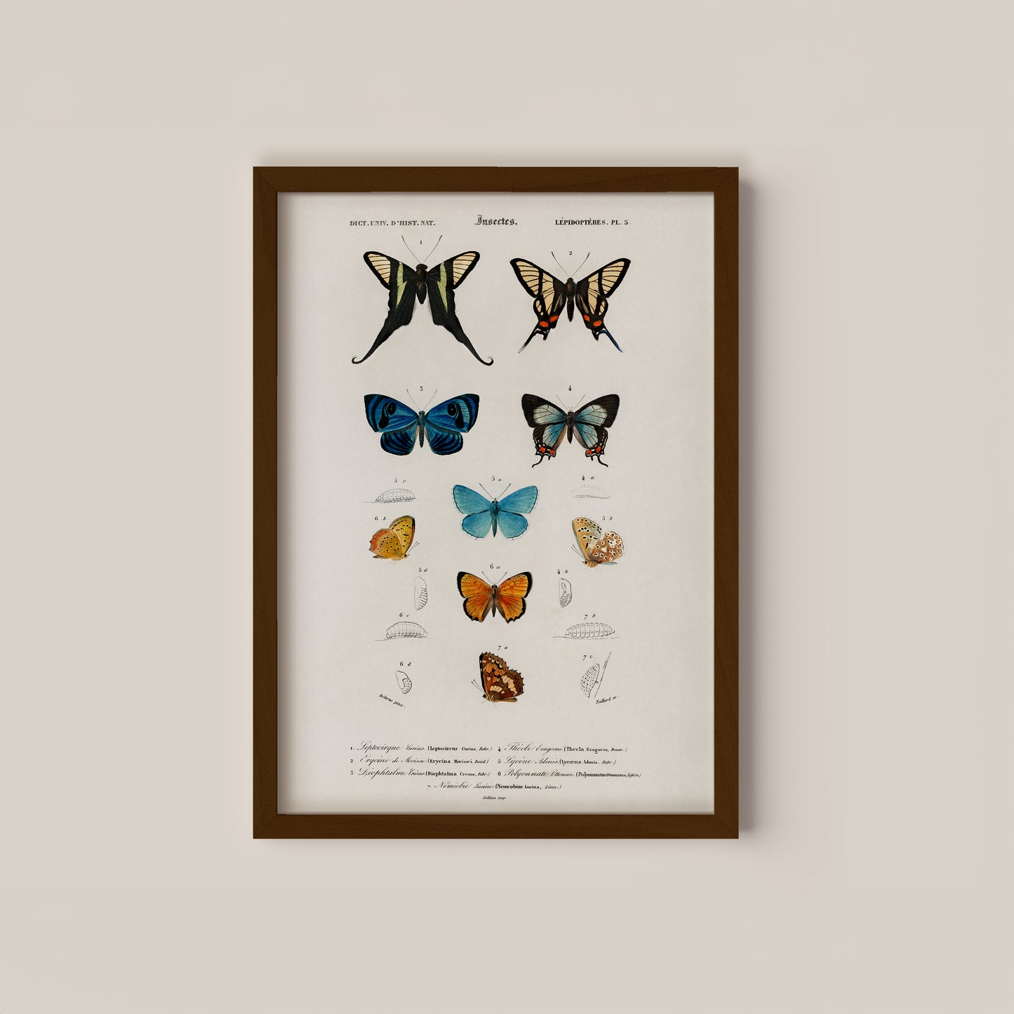 Vintage Butterfly Diagram Art Print