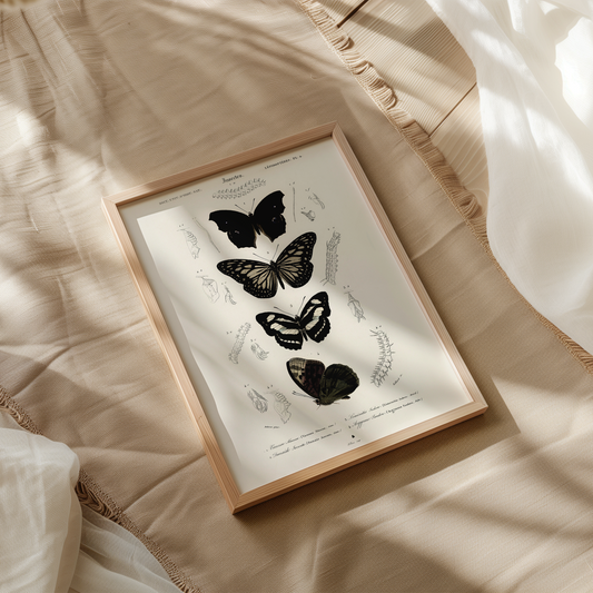 Vintage Black Butterfly Diagram Art Print