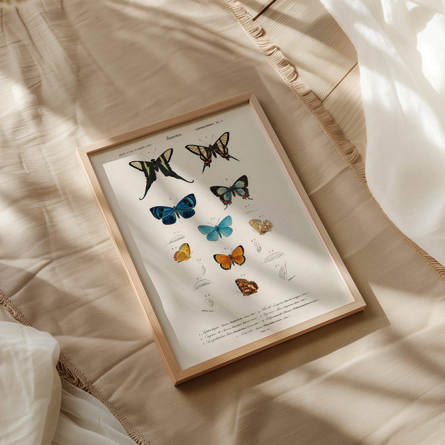 Vintage Butterfly Diagrams Art Print